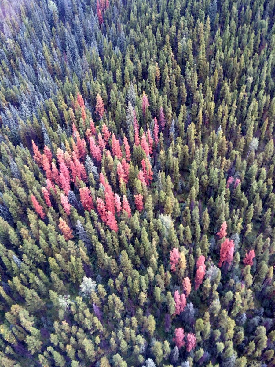 JasperNP's tweet photo. 🔥 #FireTalkFriday 🐞 The mountain pine beetle is a naturally occurring insect in @JasperNP. The end of the current outbreak  may be within sight; however, good habitat and pockets of surviving mountain pine beetle exist.

https://t.co/FuKkdtgs9h https://t.co/T0p4xltY8e
