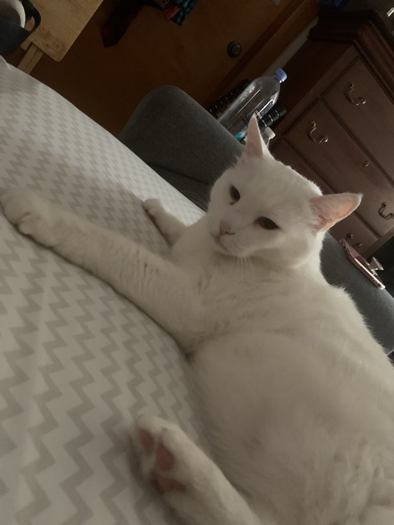 Floppy_the_cat's tweet photo. Well hello there https://t.co/7J2dnqkG00