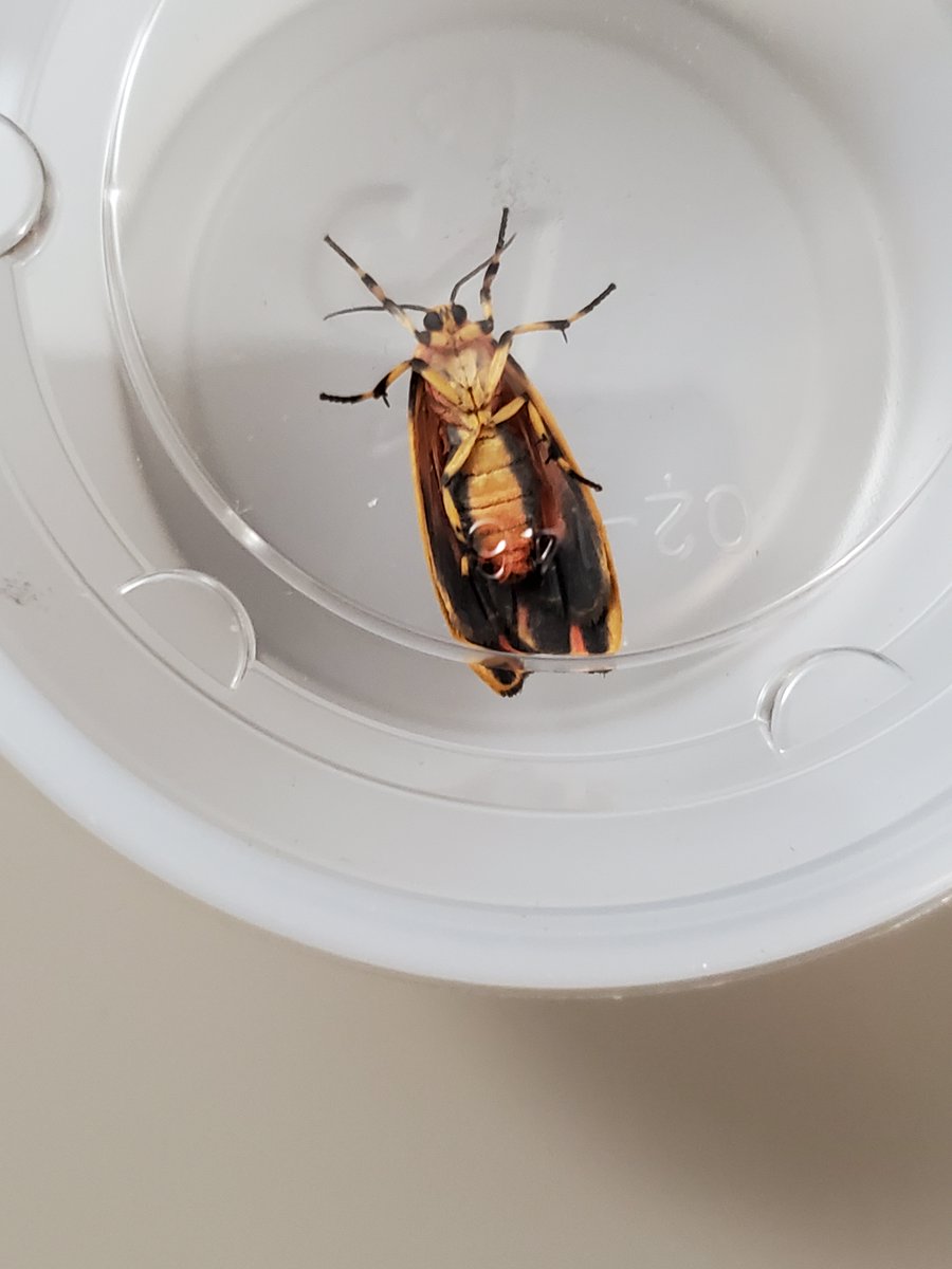 Celebrating #NationalMothWeek with my first gravid Hypoprepia fucosa of the season! Always looking for more- fucosa or miniata. Contact me if you would like to help out and send some my way.
Please RT if you have #moth friends! 🦋🐛🦋🐛