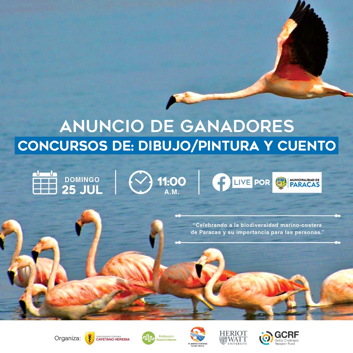 Planeta Océano (@planetaoceano) on Twitter photo ¡Este domingo a las 11 am anunciaremos los ganadores de nuestros concursos inter escolares de Dibujo/Pintura y Cuento sobre la biodiversidad de #Paracas!
¡Únete a la transmisión en vivo para celebrar los trabajos hechos por niñas y niños locales! <a href="/UdiasU/">UDIAS - EcoSalud</a> <a href="/heriotwattuni/">Heriot-Watt University</a> ¡Este domingo a las 11 am anunciaremos los ganadores de nuestros concursos inter escolares de Dibujo/Pintura y Cuento sobre la biodiversidad de #Paracas!
¡Únete a la transmisión en vivo para celebrar los trabajos hechos por niñas y niños locales! <a href="/UdiasU/">UDIAS - EcoSalud</a> <a href="/heriotwattuni/">Heriot-Watt University</a>