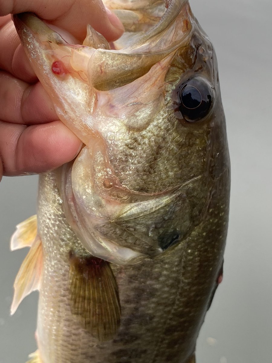 琵琶湖 バス釣り Biwakosaikou Twitter