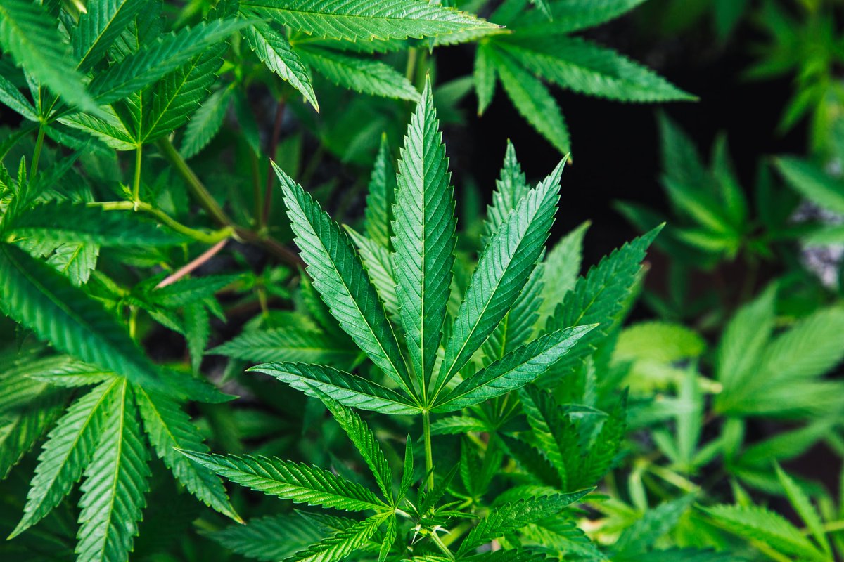 HybridFastCan's tweet photo. Did you know that #cannabis is one of mankind’s oldest crops? It dates back at least 12,000 years! 🤯 #funfact #hybridfast https://t.co/h94Z1KSVAd