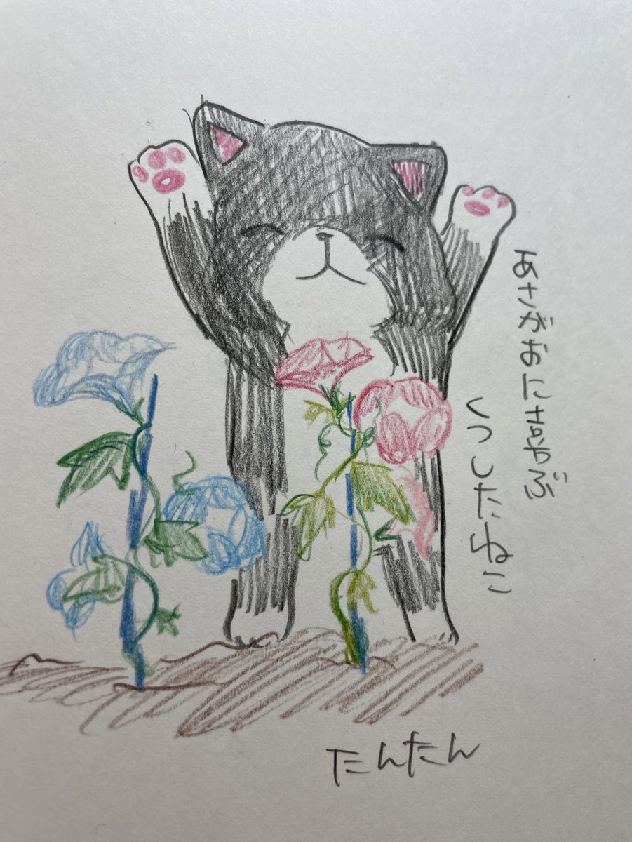 アサガオに喜ぶくつしたねこ

#イラスト #猫 