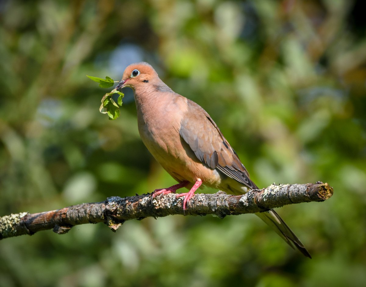 thegreenheron's tweet photo. "I bring you peace."
Mourning Dove, Summit County, Ohio.
#cvnp #dove #mourningdove #birdwatching #nature #letushavepeace #birdphotography #naturelovers #naturephotography #wildlife #bird #july2021 https://t.co/cn8qDvQeUU