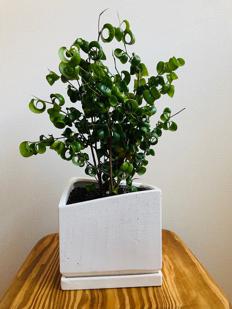 Home Logogala Recent Activity Post Daigo Clans 5 Jan 17 New Green Home Greenlife Slowlife ベンジャミンバロック Www Instagram Com P Bo4i3ihlyup 1 Year Ago We Are Working For The Dance And Sing Songs This Video Is Very Awesome For