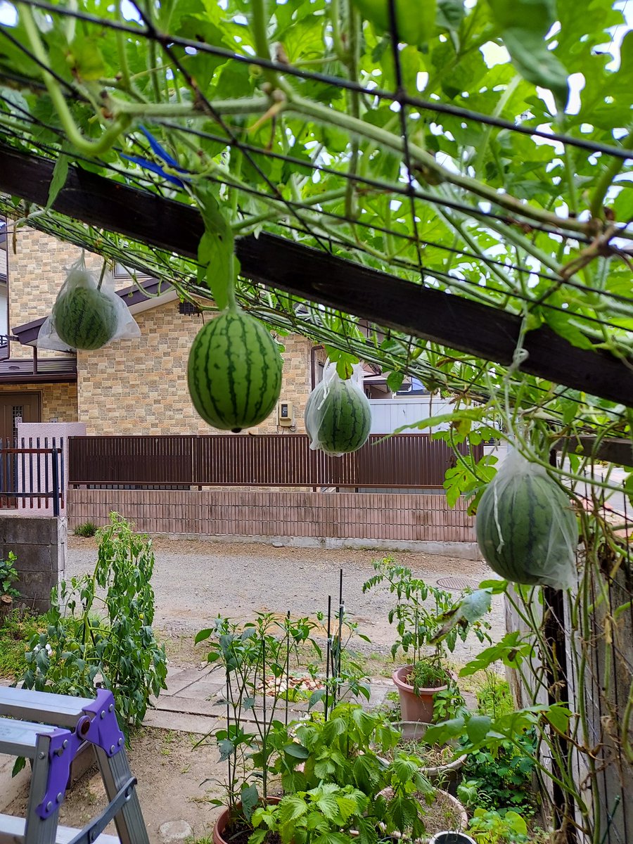 Herbmint Herbmint1 Twitter