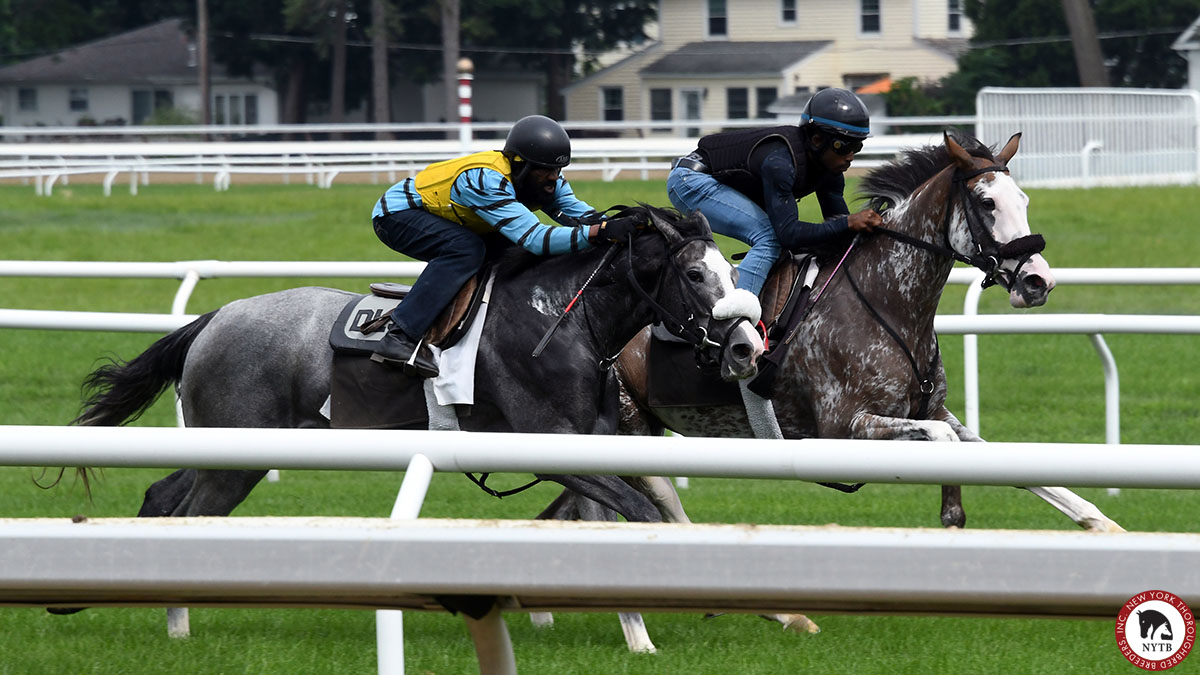 nytbreeders's tweet image. Need a dose of #flashyFriday? Saluki (inside, of course), shown breezing last week on the Oklahoma turf course, is in on Sunday! The popular @WarDancerStud filly makes her 1st start since 1/10 in #Saratoga race 3 for owner/breeder Jan Durrschmidt, @dasracingstable, &amp;amp; @Tyler_Gaff.