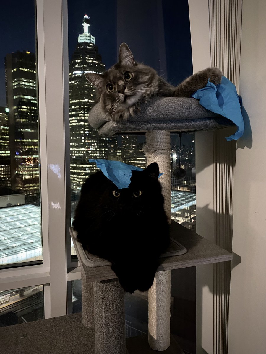 my two older cats. brisket is basically a shadow with eyes and a piece of blue tissue paper on her head because who knows why. gnome is like a weird creature who is sitting above brisket on the cat tree and unsurprisingly is eating a piece of blue tissue paper