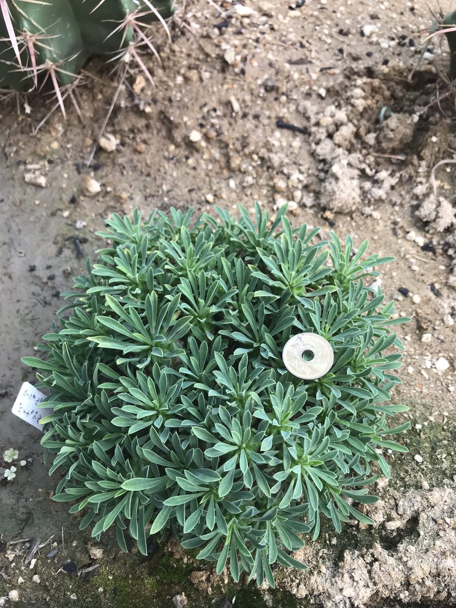 パイナップルコーン Twitter Search