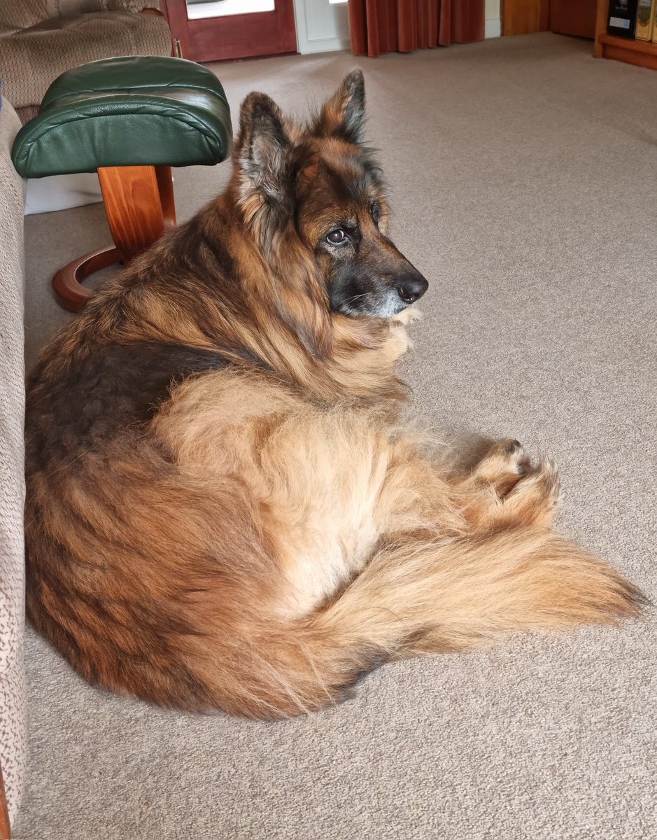 Sleep well old girl you've been wonderful company and will be missed every day