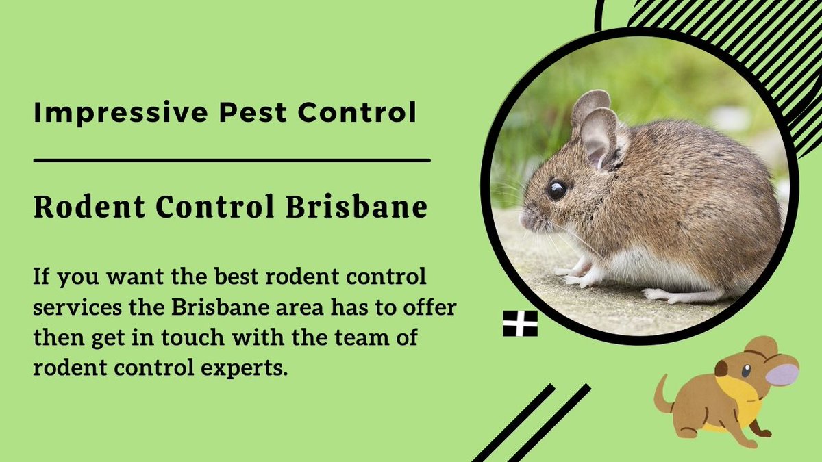 impressivepest's tweet photo. @impressivepest is a family-owned and run #rodentcontrol and #pestmanagement company with many years of experience. Our fully qualified experts will provide the best solutions to any #rodentmanagement issue.
Read More- https://t.co/zgbRgAXlrL
#Brisbane https://t.co/0VH5qyGXnq