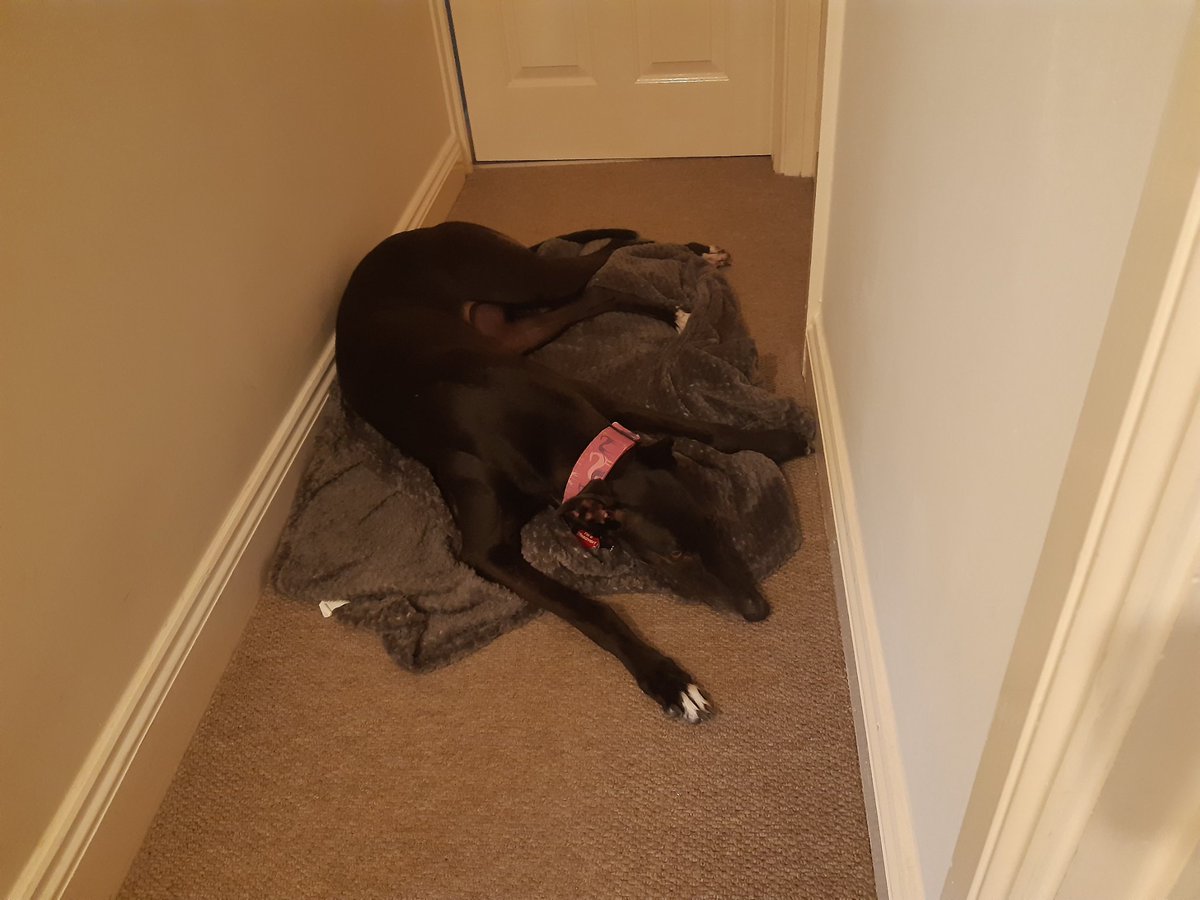 whirly_pearly's tweet photo. I'm sulking. I got home from my wag wags and daddy was asleep so I jumped on the bed to say hello. I landed on his hip and he was not pleased so I've stropped off. https://t.co/0W7iaX3JOp