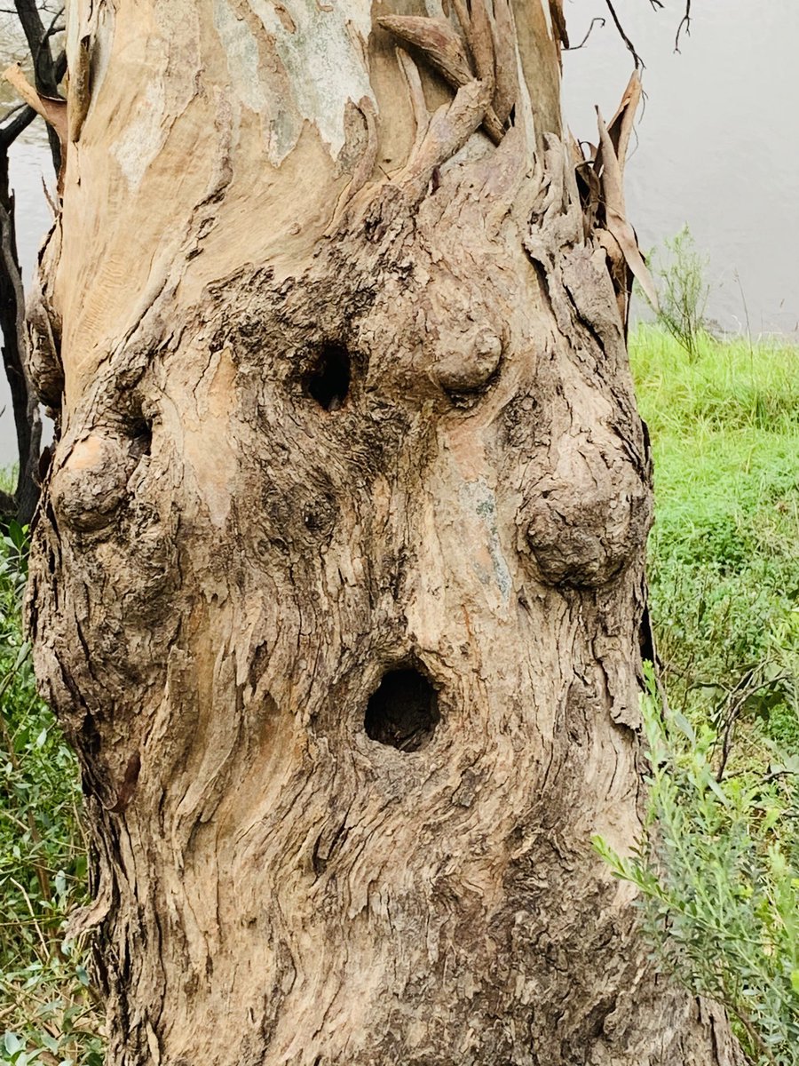 ninakillham's tweet photo. What were those protestors thinking? #angrytree #savethehumans #melbournelocksown5 #lockdownprotests #savethetrees https://t.co/IQ0htXLVxL