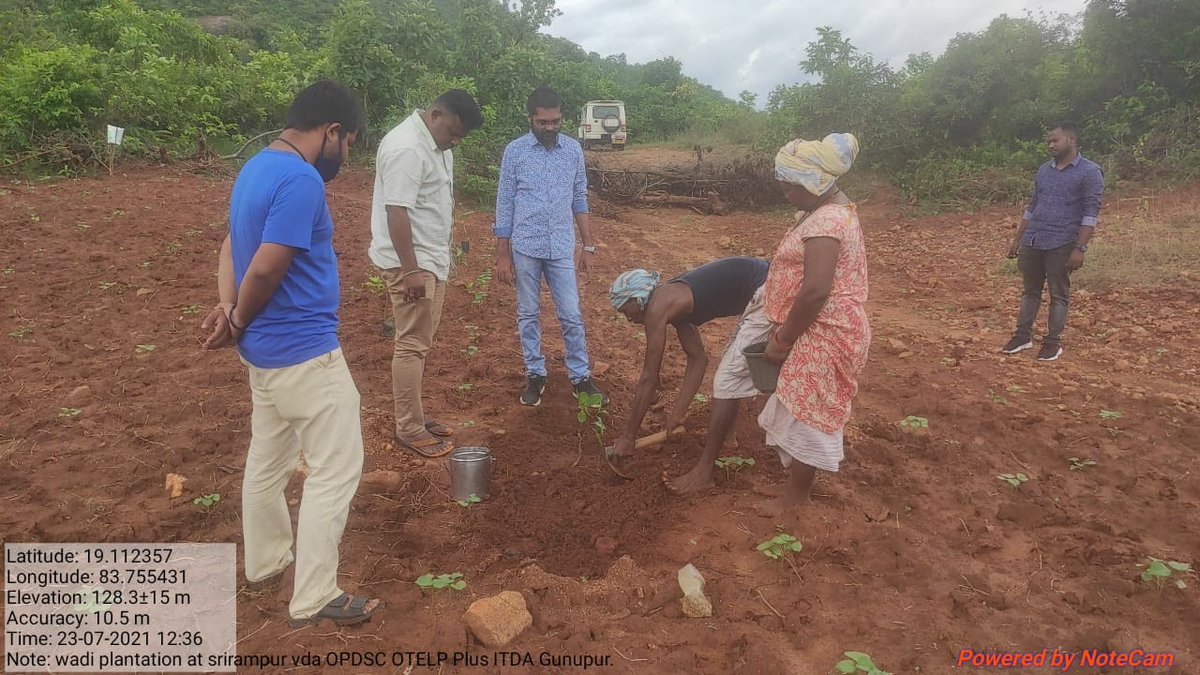 PlusPsu's tweet photo. ITDA-Team is monitoring wadi plantation projects under #MGNREGA along with overseeing hybrid vegetable cultivation in programme villages of Gunupur Block promoted by OTELP Plus ITDA-Gunupur, Dist-Rayagada @stscdev @arthanari_ifs @RayagadaO @krushibibhag @PRDeptOdisha @MoSarkar5T https://t.co/zTn5Buj0LG