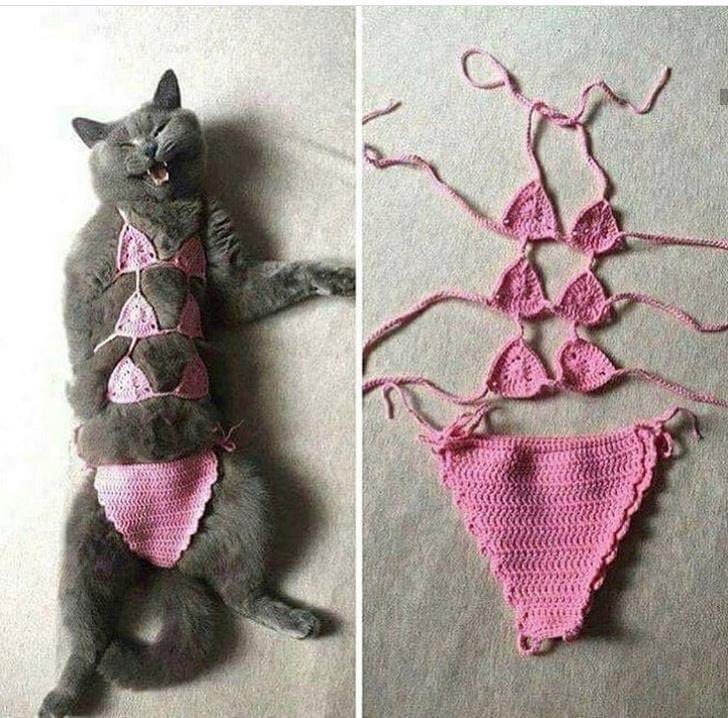 dawnybj's tweet photo. I’ve just ordered myself a catkini for nipfest #TeamBengal #Nipfest21 https://t.co/LzvdP2yKrL