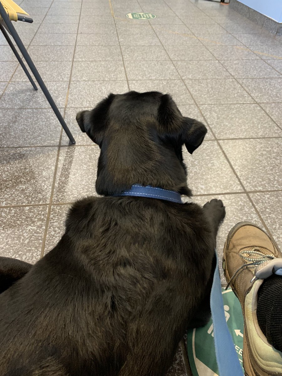 ProfSDodds's tweet image. At the vet this morning with Piper for a post op check. Knee is healing well and the vet’s secret stash of treats has been sampled. #RecoveryLab