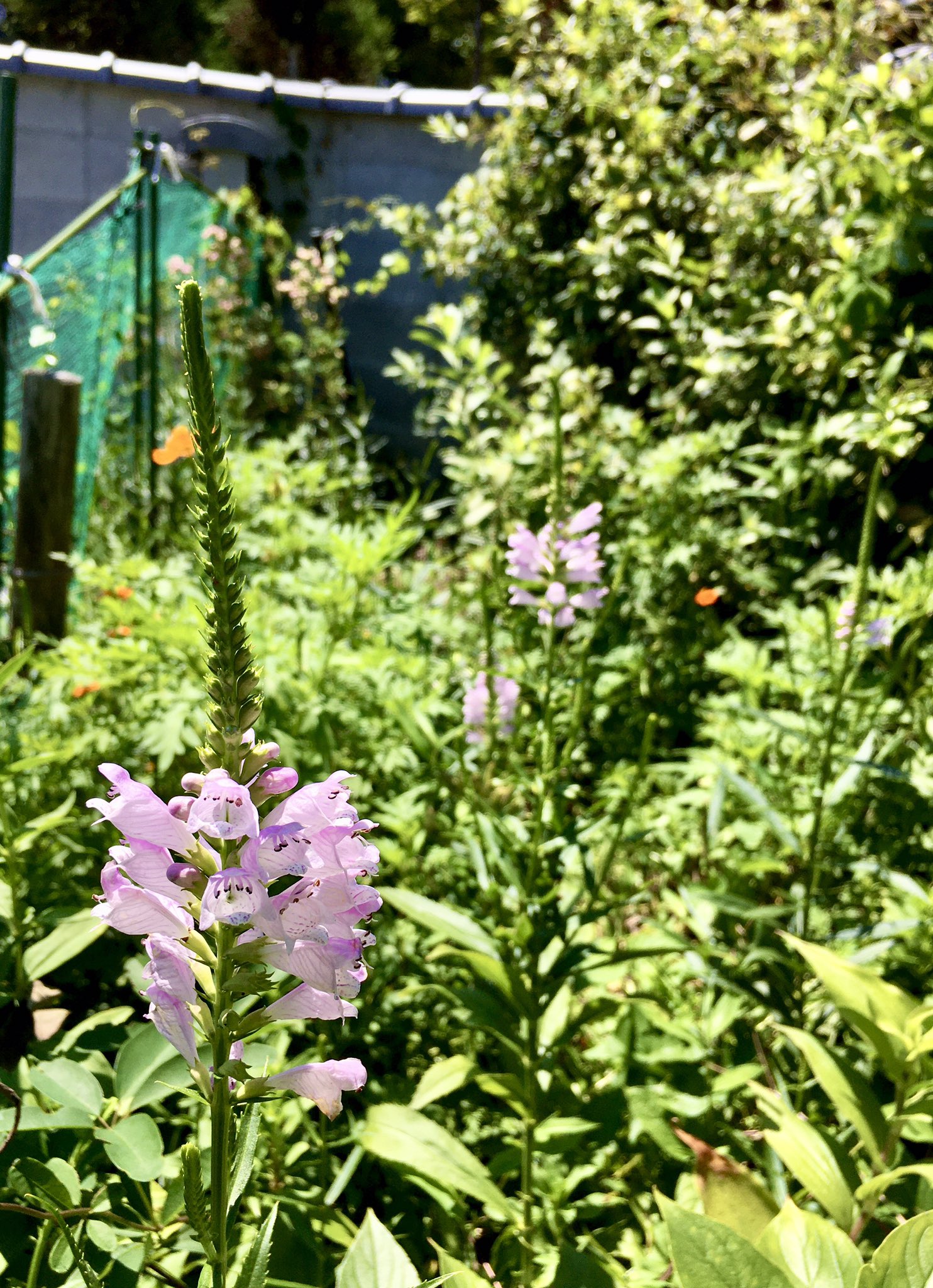 證安院 ハナトラノオが咲きました 夏から秋にかけて優しいピンク色の花が群れて咲く様子は涼しげで この花が咲くとお盆だな と思います 虎の尾 のようなので この名前がついたと聞いた事があります T Co Enf0t3wdmp Twitter