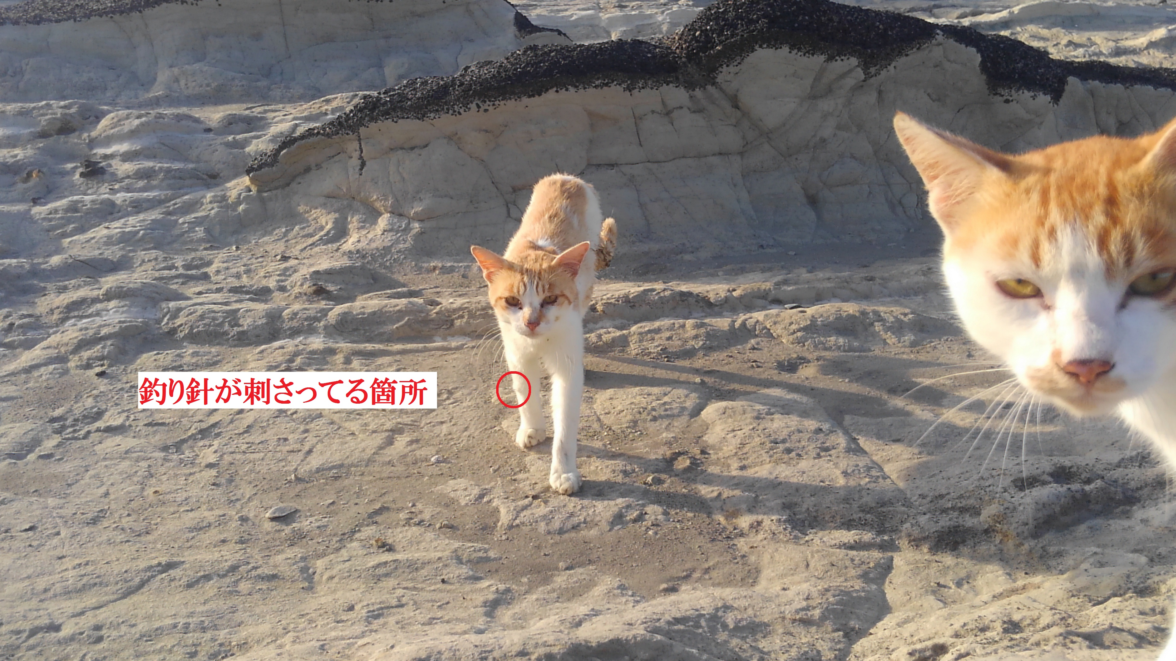 猫々ニュース 海外の猫ツイートや国内猫動画配信者を紹介 Cashewnutsproj Twitter