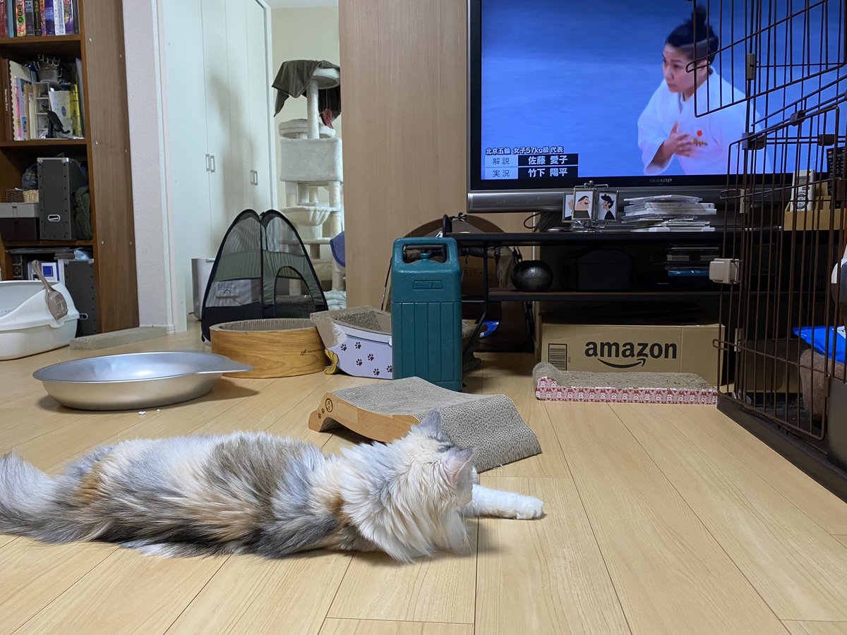 mugisan0115's tweet photo. うちのホップがだらしない寝方でオリンピック観戦してた🤣かわいい。笑 https://t.co/V89waQCXt2