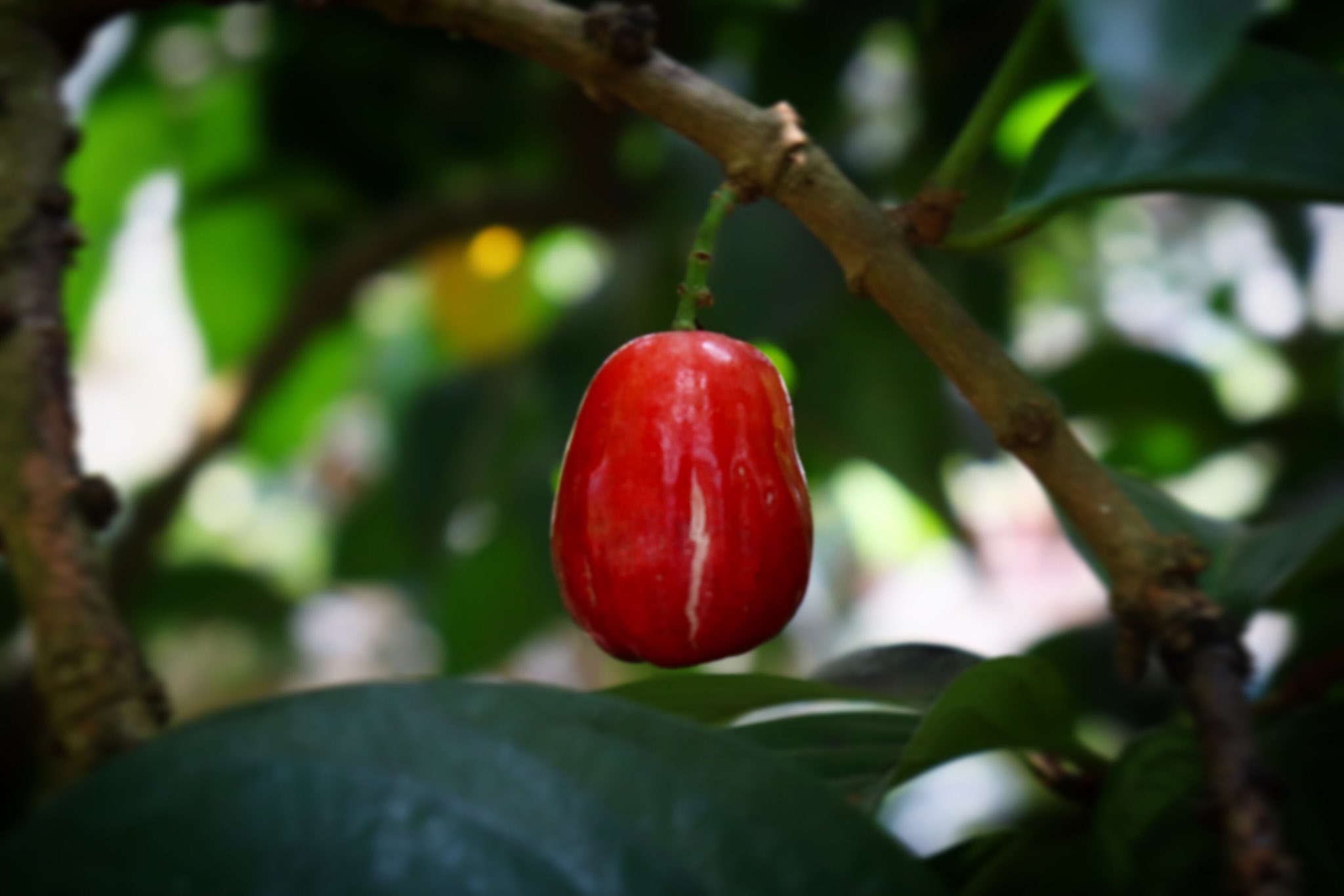 東谷山フルーツパーク 世界の熱帯果樹温室では他にもレンブの仲間のマレーフトモモの実も見られます フトモモ科の仲間は花も実も美しいですね 東谷山フルーツパーク 世界の熱帯果樹温室 マレーフトモモ ウォーターアップル フトモモ科 温室フォト