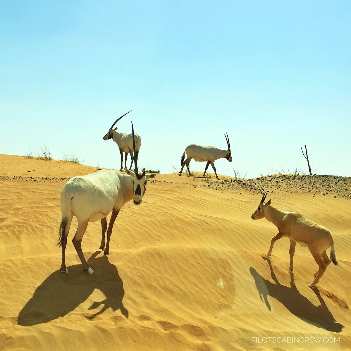 A trip to Dubai isn’t complete without a trip to the desert. For the best experience make sure you pick one of the tour operators that are allowed to enter the Dubai Desert Conservation Reserve, because that’s where you want to go. Watch out! Oryx family coming through 😃
#Dubai