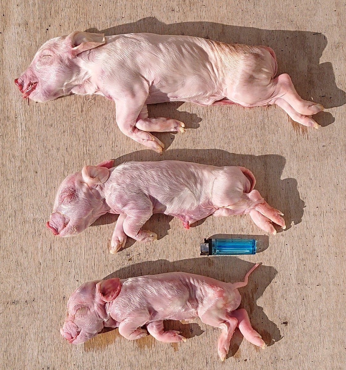 Hashtag 冷凍餌 Auf Twitter