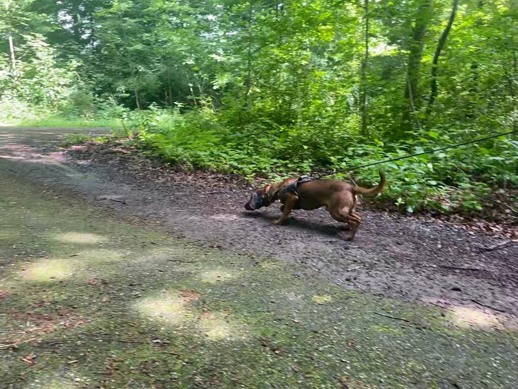 Scentimprint's tweet photo. Some action pictures during the Tracking &amp; trailing course in the Netherlands 🇳🇱 

#k9 #k9unit #trackingdogs #trackingdog #trackingdogtraining #trackingdogtraining #dogtraining #germanshepherd #bavarianmountainhound #beiersebergzweethond #sifd #scentimprint #scentimprintfordogs https://t.co/KjT5y8PEQY