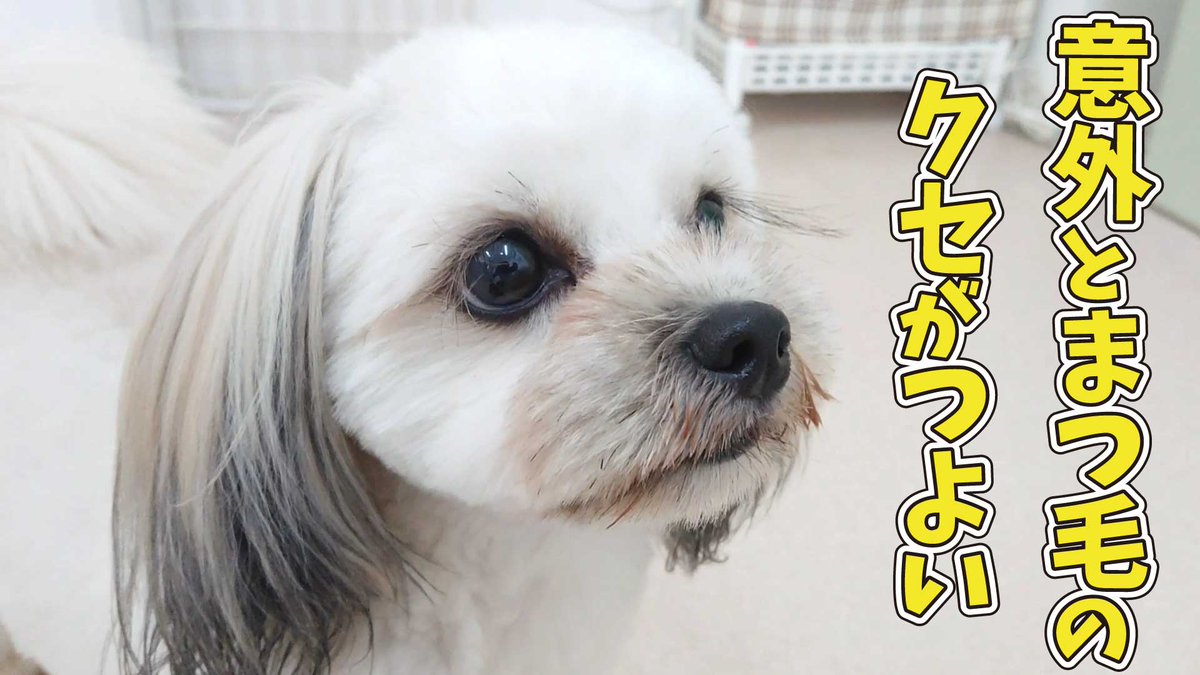 犬の保育園 のtwitterリアルタイム検索結果 Meyou ミーユー 犬の保育園 のtwitterリアルタイム検索結果 Meyou ミーユー