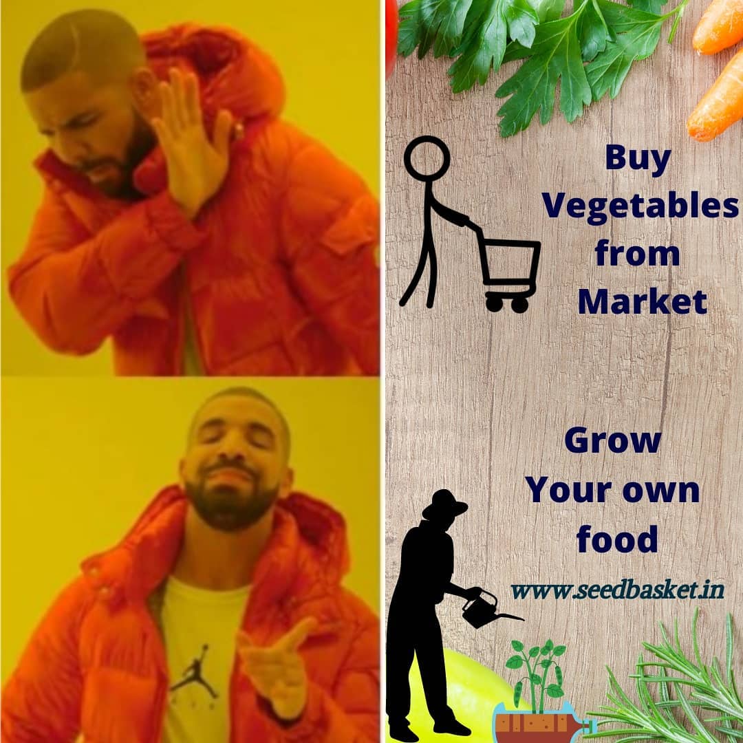 seedbasket's tweet photo. #SEEDBASKET #vegetableseeds #nativevegetableseeds #leafyvegetableseeds #exoticvegetableseeds #flowerseeds #gardeningseeds #kitchengardeningseeds #fruitsseeds #sundaymotivation #sundaypost #highqualityseeds #bestseeds #gardening #homegardening #terracegardening #organicgardening https://t.co/65qe5ORXfw