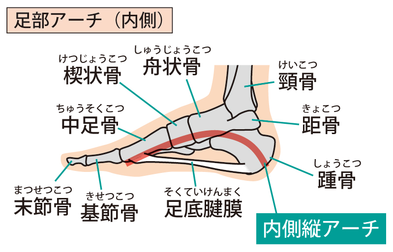 insoleinfo's tweet photo. インソールを選ぶときの一つのポイント
そのインソールは足のどこをサポートしてくれるものなのか、という事です

足の裏には3つのアーチがあると言われます
どのアーチに問題があって、どのアーチを結果的にサポートできるインソールを選ぶのが適切なのか、を考えましょう
https://t.co/S8Hvg1LByf https://t.co/v2WiycFAPv