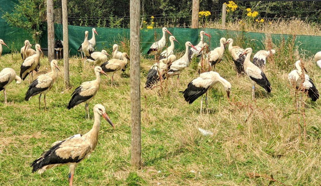 Yesterday was a big day, as @KneppSafaris  welcomed 28 juveniles from <a href="/CotsWildTweets/">CotswoldWildlifePark</a>. They will be monitored for the next week to make sure they are healthy and settling into their new home, before being released to join our wild birds. 

<a href="/RoyDennisWF/">Roy Dennis Foundation</a> <a href="/DurrellWildlife/">Durrell Wildlife Conservation Trust</a>