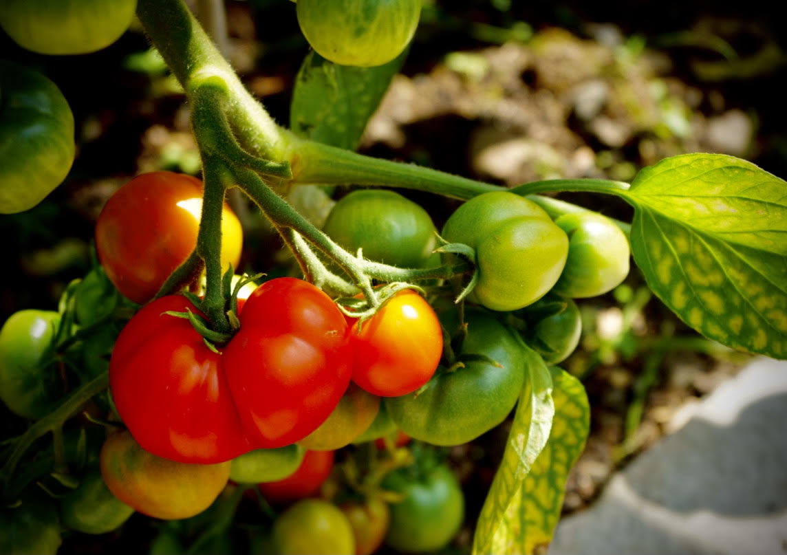 Over the past few months our resident Mark has dedicated his time to growing an lots of tomato varieties in the greenhouses.
 
Mark has done such a fantastic job and really put his heart and soul into his work. All that effort is set to be rewarded with tomatoes almost ready!