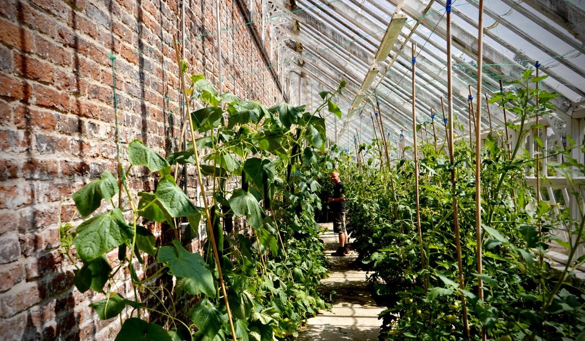 We're hopeful that over the next couple of weeks we'll have an abundance of tomatoes on sale on our stall at River Garden. In the meantime please feel free to pop down for a cuppa and a perusal of the veg we have available today!

Watch this space for further updates!