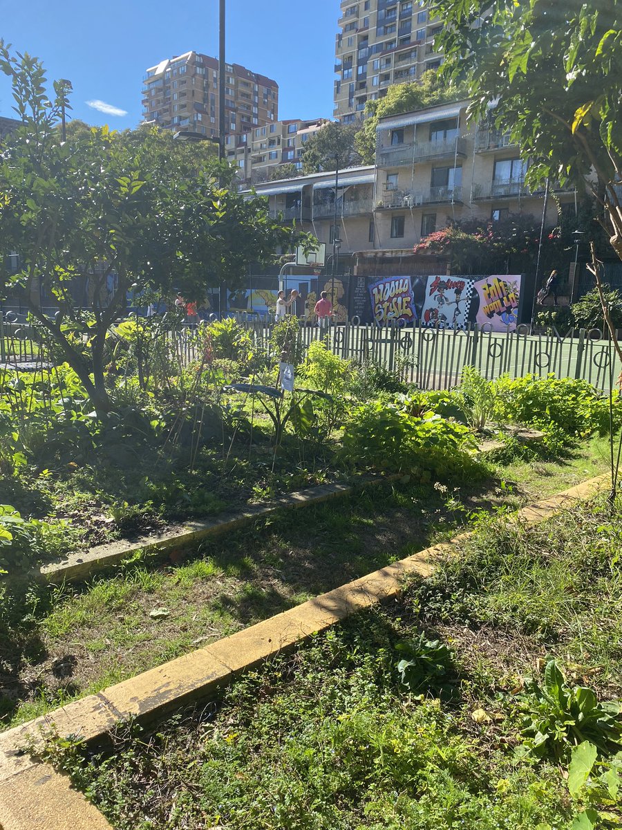 Woolloomooloo community gardens #whataretheplantstories <a href="/BGANZ1/">BGANZ</a> @BrettSumm <a href="/PrueGibson/">Prudence Gibson</a> <a href="/BrendenMoore29/">Brenden</a> @sjottka <a href="/kewgardens/">KewGardens</a>