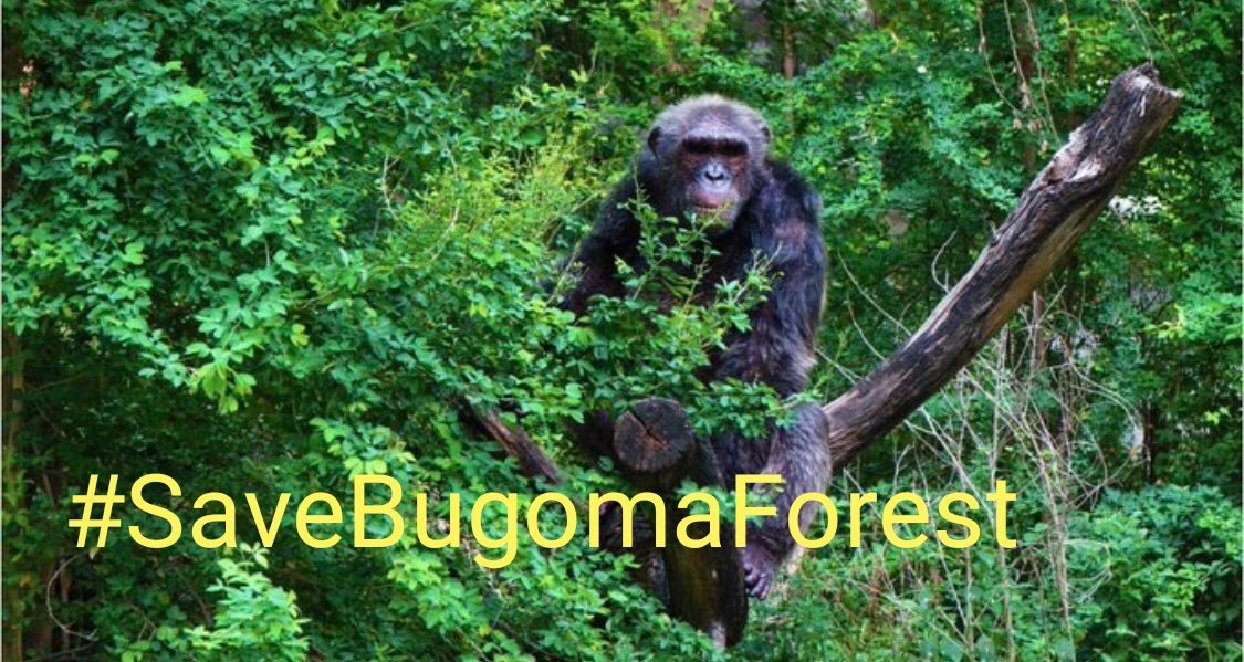 endelstamberg's tweet photo. I am Endel Stamberg, a climate activist from Germany. Uganda forest cover has depleted to 8%. And one of the forest in Uganda has been sold for agribusiness.  I’m calling upon activists around the world to add their voices on mine and #SaveBugomaForest! 
@KaoHua3
@Greenpeace https://t.co/MbsMk5egMb