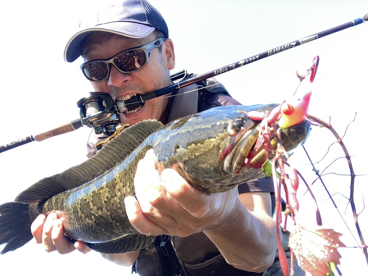 kxgYNig3anBTK6t's tweet photo. 朝に少しだけ���琶湖北湖
トリマーのペロペロ引きに綺麗な魚体のライギョ
こんなビューティーな魚は最高
さて、夕方にちょろっと釣り行けるかな〜
#hamazu #tulala #ardea70 #トリマー
#ハマズロッド #ツララロッド https://t.co/pdYByHjykE