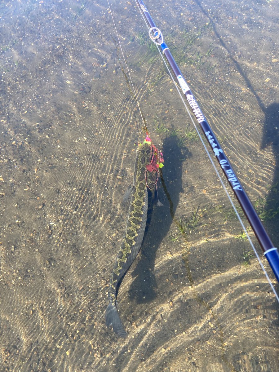 kxgYNig3anBTK6t's tweet photo. 朝に少しだけ���琶湖北湖
トリマーのペロペロ引きに綺麗な魚体のライギョ
こんなビューティーな魚は最高
さて、夕方にちょろっと釣り行けるかな〜
#hamazu #tulala #ardea70 #トリマー
#ハマズロッド #ツララロッド https://t.co/pdYByHjykE