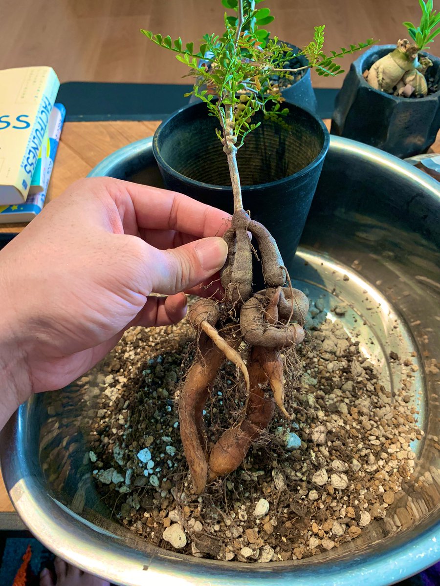 オペルクリカリアパキプス Hashtag Pa Twitter