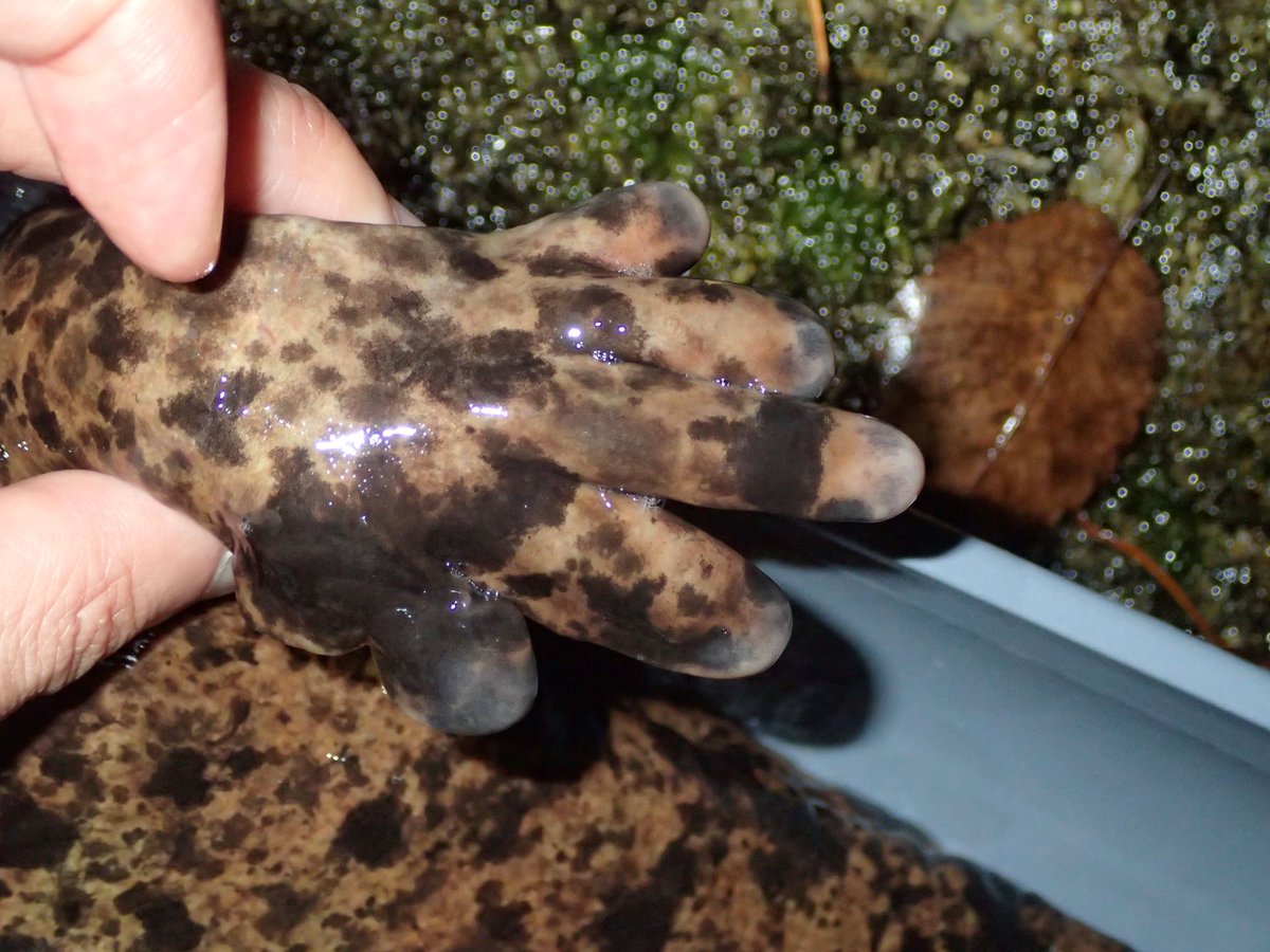 Gsネタ その12 指の数 Gs オオサンショウウオ の前あしの指は4本 後あしの指は5本 Gsやイモリ カエルなどの 両生類 は 21 07 24 安佐北区の動植物園 水族館 広島市安佐動物公園 まいにちを豊かに りっち