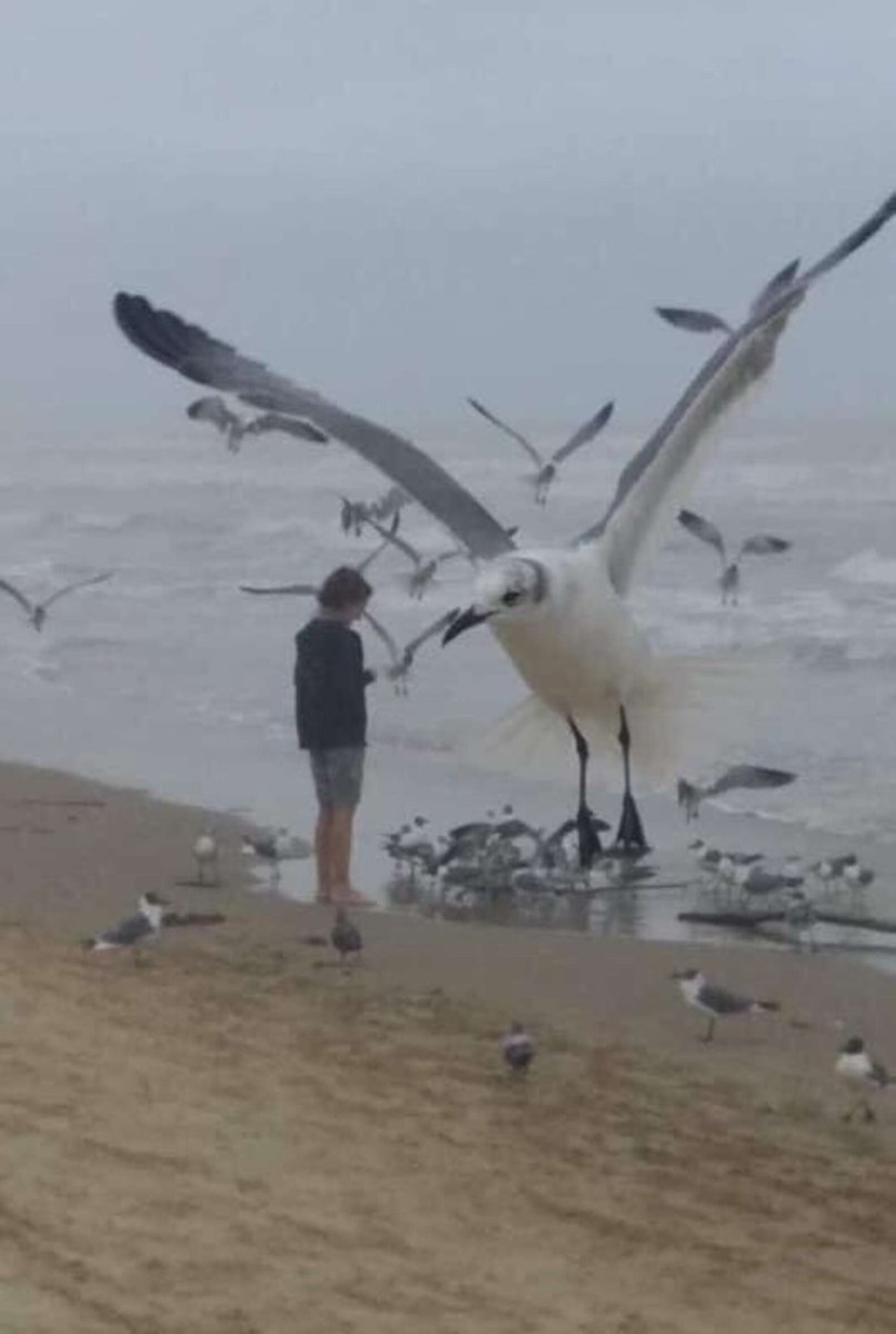 ヤギの人 お盆 完璧なタイミングで撮られた写真 Woman Takes A Photo At The Perfect Time And Totally Freaks Herself Out T Co Xqdyxrpa1m テキサスを旅行中 海岸でカモメ に餌をやっている時に撮れた一枚だそう たまたま手前にカモメが