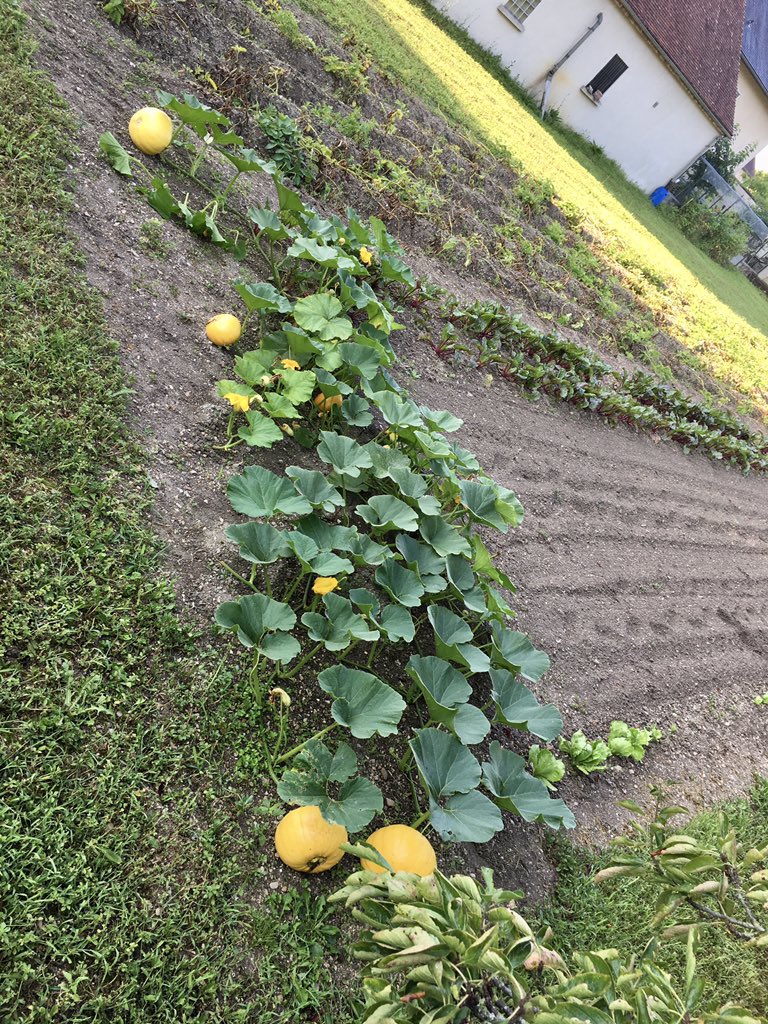 G27Marco's tweet photo. Ça pousse dans les #jardins que je côtoie tous les matins pendant ma marche! #courges #potirons https://t.co/cG2pFe2uq5