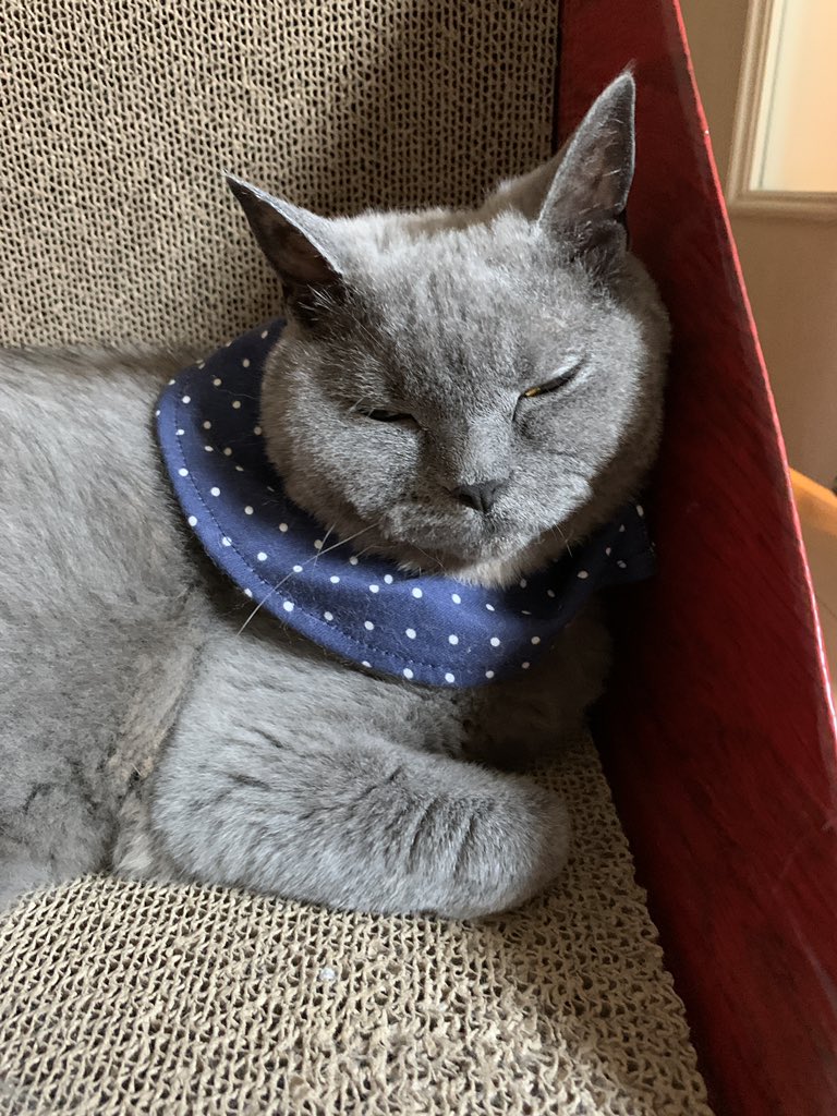 ねこのピカ 最近のピカの可愛い姿大放出 その2 ねこのピカ 今日のピカニャン ブリティッシュショートヘア 猫 リンパ腫治療中 T Co S1zw772xvt Twitter