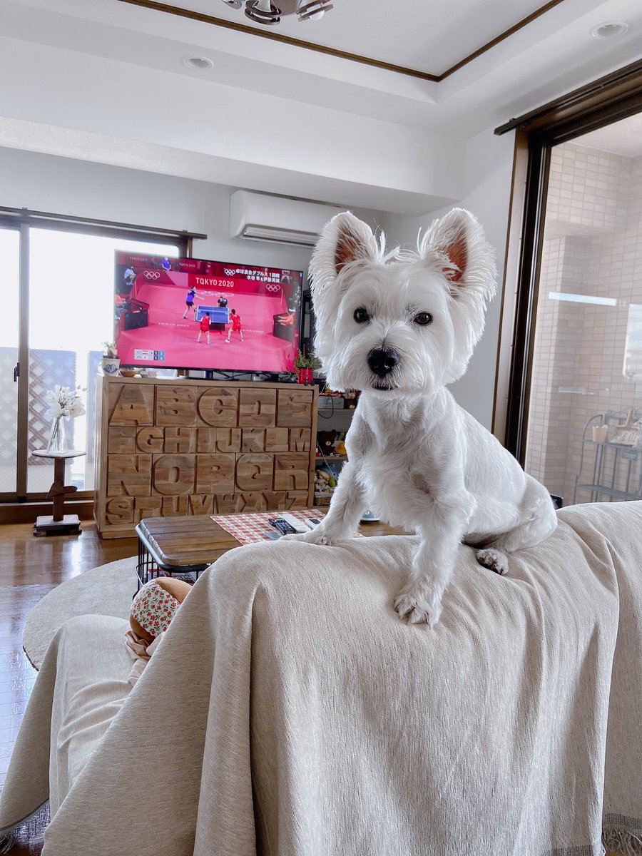 ヒエヒエ ট ইট র অন সন ধ ন ট ইট র