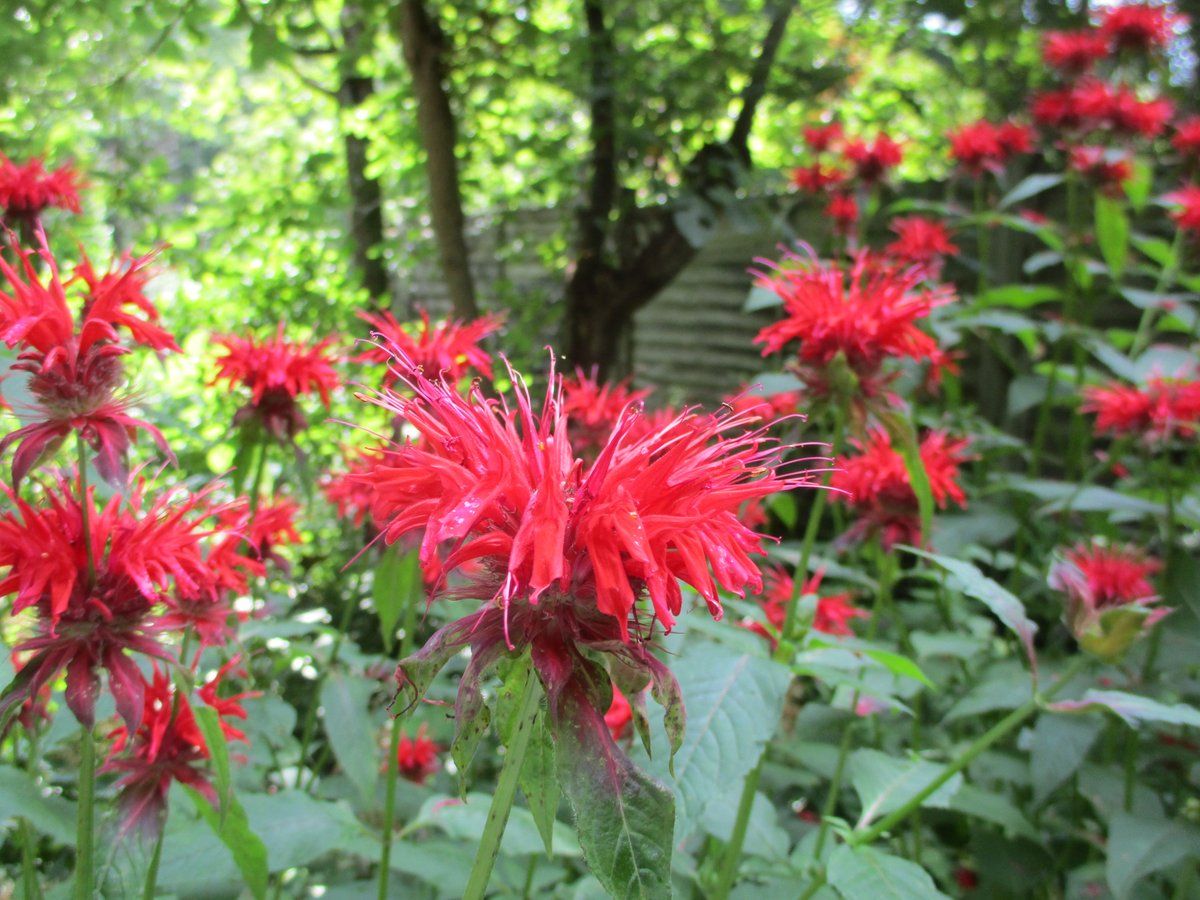 公式 蓼科高原バラクライングリッシュガーデン Officialbaraku Twitter