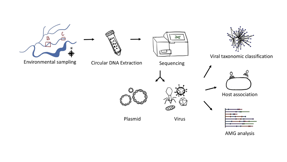 When we went looking for plasmids in the groundwater, we knew there’d be other mobile genetic elements! Our study by @DrAnkitaKothari on the discovery of ~200 viral genomes & potential hosts!! 🙏 to @simroux_virus @JGI, @KBase #ENIGMA_SFA @LBNLBioSciences tinyurl.com/33z5kjs8