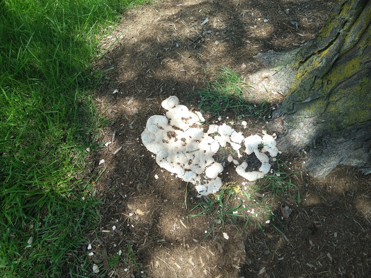 FemboyFungi's tweet photo. No way https://t.co/OZwXP6y4Xv