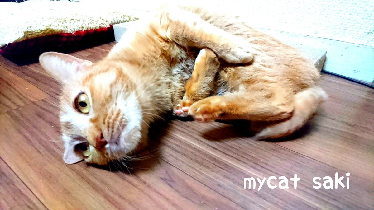 75japan_neko's tweet photo. mycat    愛猫( •ω•ฅ）.｡.:*♡ https://t.co/dz2qp38vxR