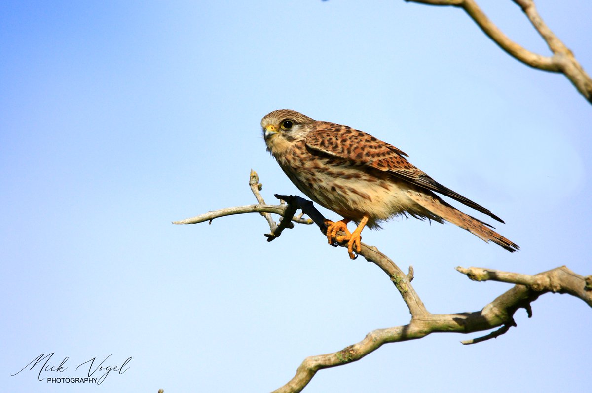 mickvogelphoto's tweet photo. Capturing shots like these is now under threat... I've spent many hours photographing wildlife at Battlemead... #ProtectBattlemead #StopThePath @WildMarlow1 @WildMaidenhead @BBOWT https://t.co/PVh8fPSwNJ