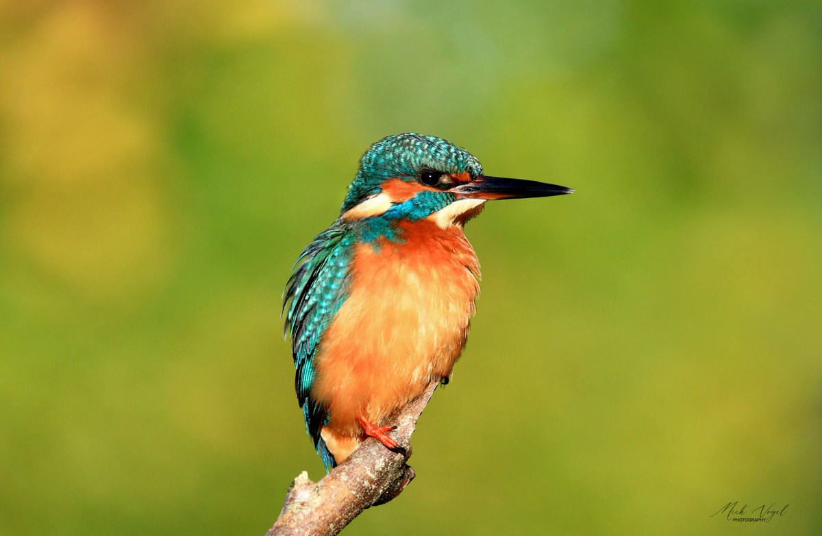 mickvogelphoto's tweet photo. Capturing shots like these is now under threat... I've spent many hours photographing wildlife at Battlemead... #ProtectBattlemead #StopThePath @WildMarlow1 @WildMaidenhead @BBOWT https://t.co/PVh8fPSwNJ