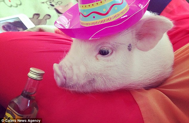 Who’s there?

Pig...

Pig who?

Pig me up at seven o’clock for #nationaltequiladay